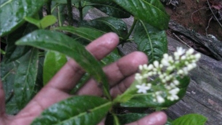 Cây Lấu tuyến. Psychotria adenophylla Wall. - Cây Thuốc Nam Quanh Ta